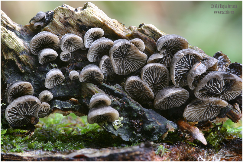 Resupinatus%20sp