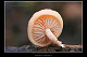 Rhodotus palmatus