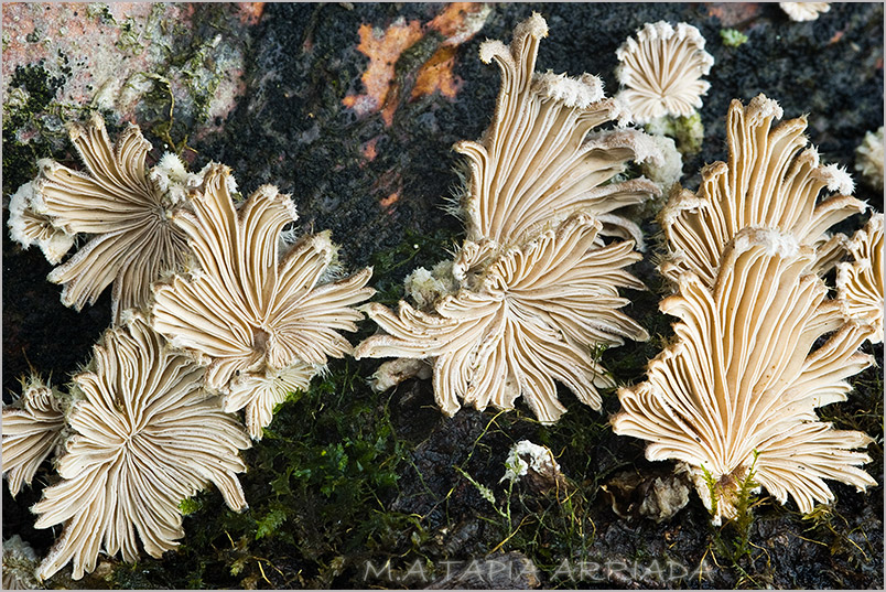 Schizophyllum commune 1