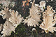 Schizophyllum commune 1