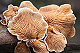 Tapinella panuoides 1
