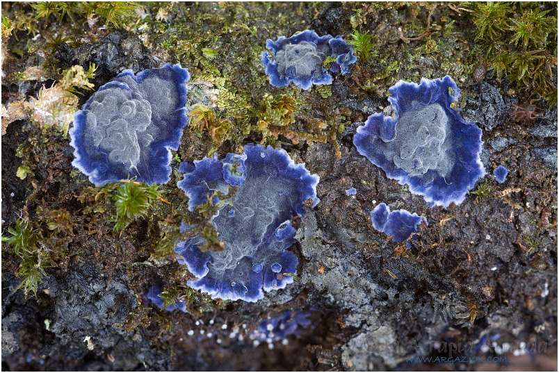 Terana coerulea