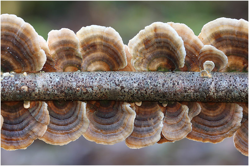 Trametes versicolor photo 1