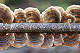 Trametes versicolor 1