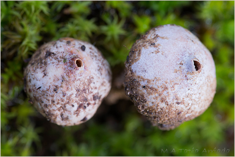 Tulostoma brumale 1