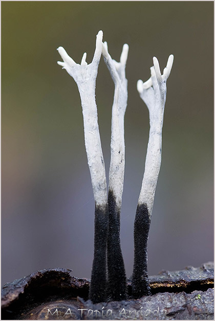 Xylaria hypoxylon 1