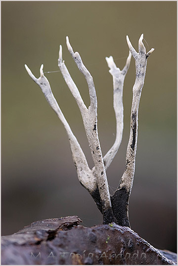 Xylaria hypoxylon 2