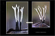 Xylaria hypoxylon 1