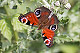 Aglais io