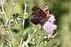 Aglais io