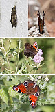 Aglais io Artxibo
