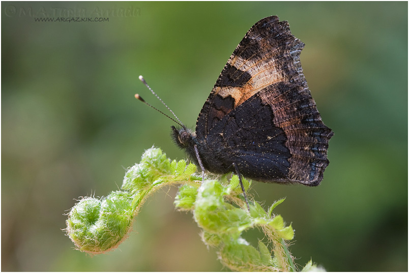 Aglais urticae