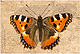 Aglais urticae