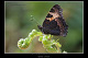Aglais urticae
