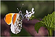 Anthocharis cardamines 1