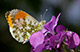 Anthocharis cardamines 2