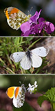 Anthocharis cardamines Artxibo