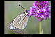 Aporia crataegi