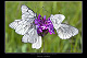 Aporia crataegi