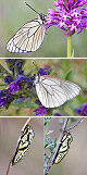 Aporia crataegi Artxibo