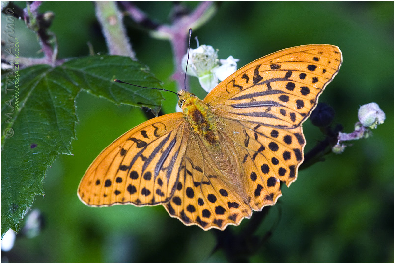 Argynnis paphia