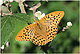 Argynnis%20paphia 1