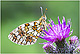 Boloria selene 1