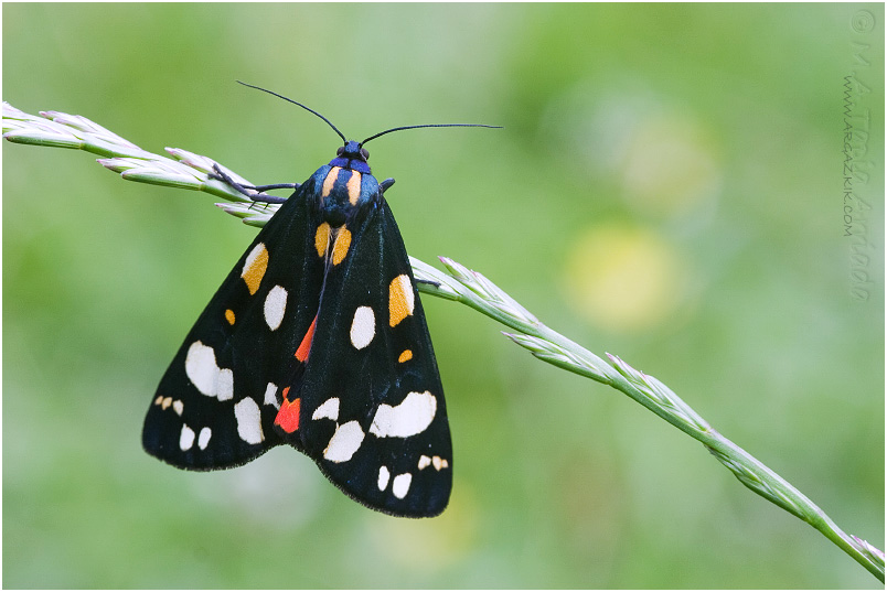 Callimorpha dominula