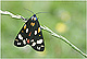 Callimorpha dominula 1