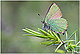Callophrys rubi 1
