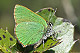 Callophrys rubi 2