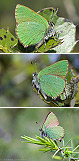 Callophrys rubi Artxibo