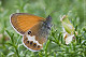 Coenonympha arcania 2