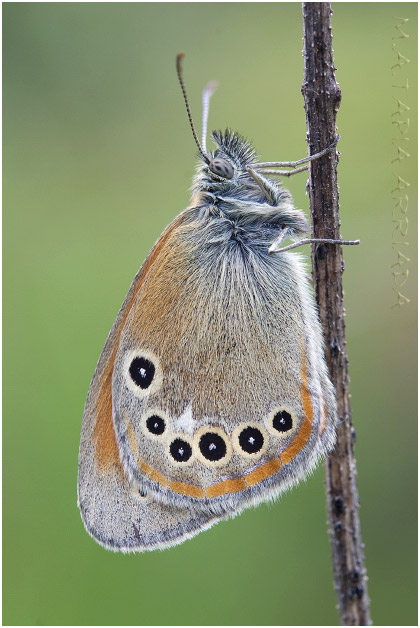 Coenonympha glycerion 1