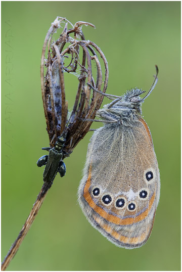 Coenonympha glycerion 2