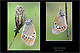 Coenonympha glycerion 1