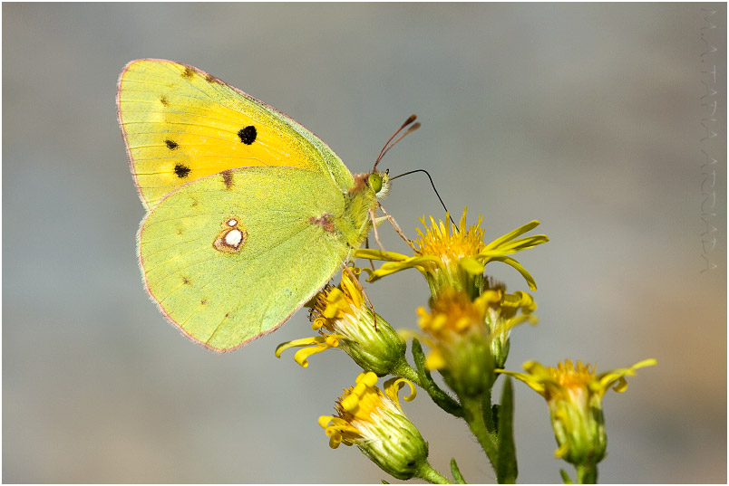 Colias crocea 1