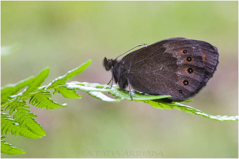 Erebia euryale 1