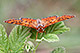 Euphydryas aurinia