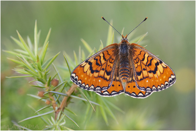 Euphydryas desfontainii 1