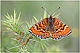 Euphydryas desfontainii 1