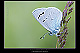 Glaucopsyche alexis