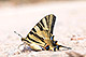Iphiclides%20feisthamelii 1