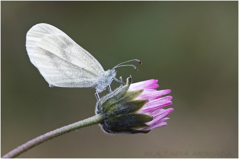 Leptidea sinapis 1