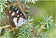 Limenitis reducta 1