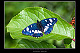 Limenitis reducta 2
