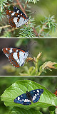 Limenitis reducta Artxibo