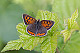 Lycaena phlaeas 1