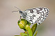 Melanargia galathea 1