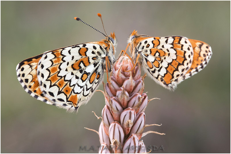 Melitaea cinxia 1